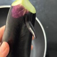 家庭菜園の茄子に変な突起がついた