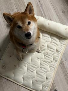 今日はおやすみ