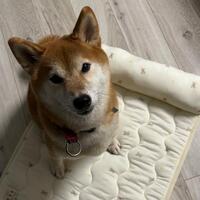 今日はおやすみ