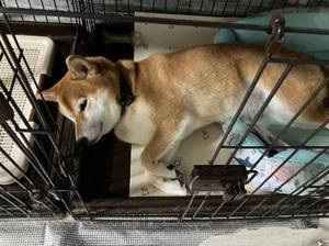 柴犬でひとつ。