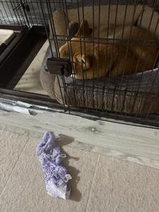 パンティを狙う愛犬