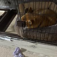 パンティを狙う愛犬