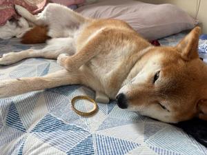 我が家の舐め犬を見てほしい  