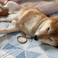 我が家の舐め犬を見てほしい  