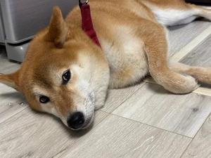 お腹が苦しい( `´  )