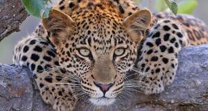 本日の変態御礼