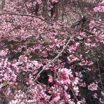 桜咲き始めてた〜！！！来週のお知らせ🩷🩷🩷