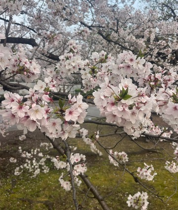 たぶんラスト桜！！！🩷🩷🩷