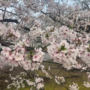 たぶんラスト桜！！！🩷🩷🩷