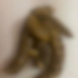 全身の臭い匂いを嗅いで、おしっことうんこで汚されたい