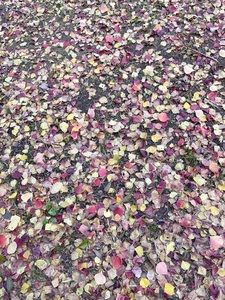 本当にたまたま