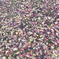 本当にたまたま