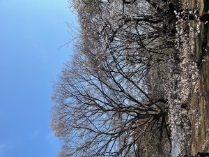 3/18*アナルの才能開花