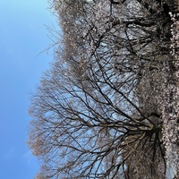 3/18*アナルの才能開花