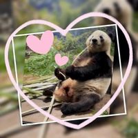 ☆かわいすぎた*⋆⸜(ˊᗜˋ*)⸝⋆*☆