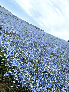 本日も出勤します♡  写真はこの間ネモフィラを見に行ったとき