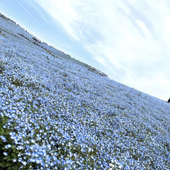 本日も出勤します♡  写真はこの間ネモフィラを見に行ったとき