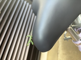 愛玩動物 男の子のカマキリを見つけました。 好きな動物は