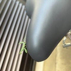 愛玩動物  男の子のカマキリを見つけました。  好きな動物は