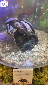 出かけ先で涼しげな生き物達見つけた🐟