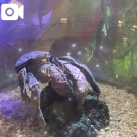 出かけ先で涼しげな生き物達見つけた🐟