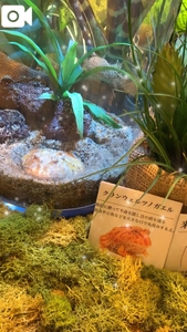 私の好きなカエル🐸