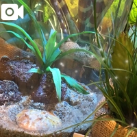 私の好きなカエル🐸