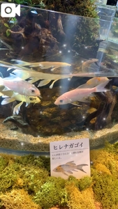ヒレナガゴイ