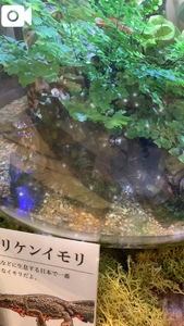 イモリも好き😍