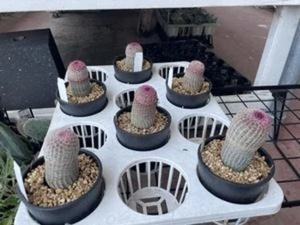 6本の集い