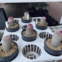 ６本の集い