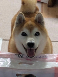 🐱可愛い笑顔🐕