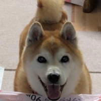 🐱可愛い笑顔🐕