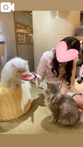 🐱楽すぎてしまいまして😇