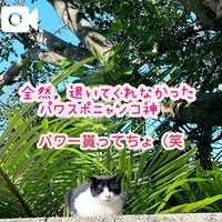 ぱわーあげる🫧🐈