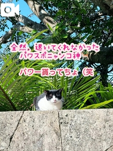 ぱわーあげる🫧🐈