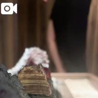 🌹忍者動画