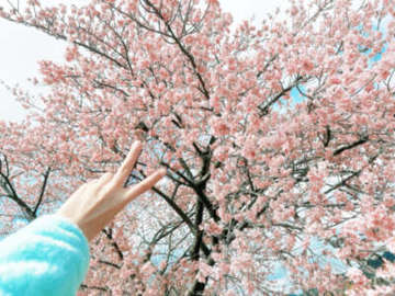 桜咲いたら変態も咲く説