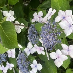 今日もエロル。