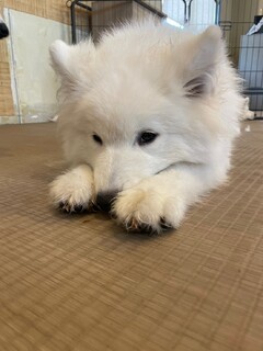 わんちゃん