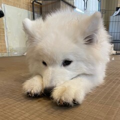 わんちゃん