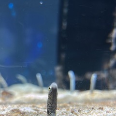さかなさかなさかな