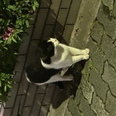 にゃん！