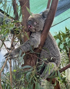 こんにちは、春野きなこです。
