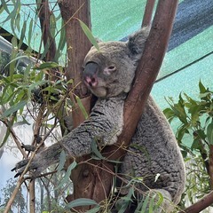 こんにちは、春野きなこです。