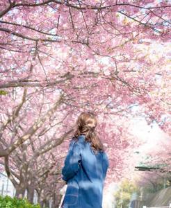 お花見