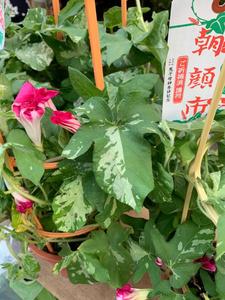 朝顔祭り