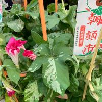 朝顔祭り