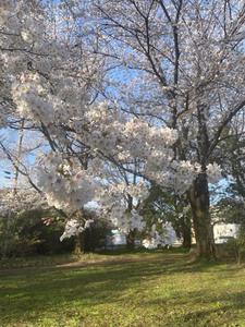 好きな桜は桜餅です