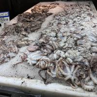 11月上旬の出勤予定